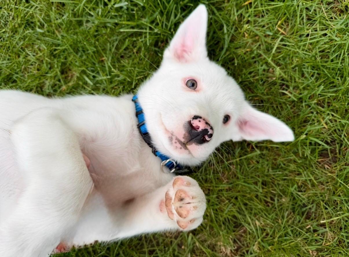 Enlarge Queso, an adoptable mixed breed in Lemont, IL image 4/6