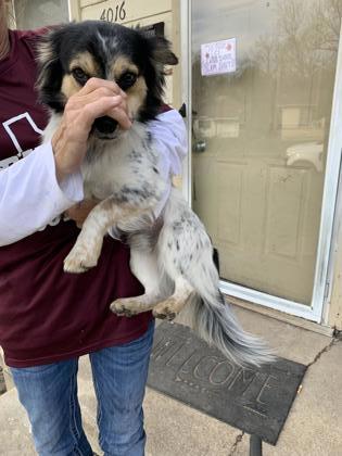 Enlarge Rowdy, a Adoptable mixed breed in Fort Worth, TX image 1/1