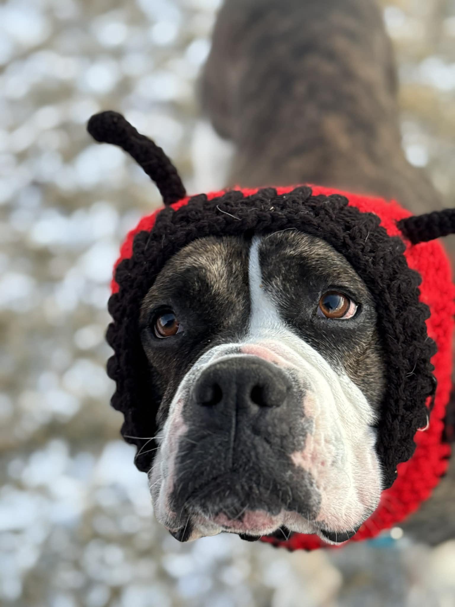 Enlarge Sarabi, a Adoptable Boxer in Little Chute, WI image 1/3