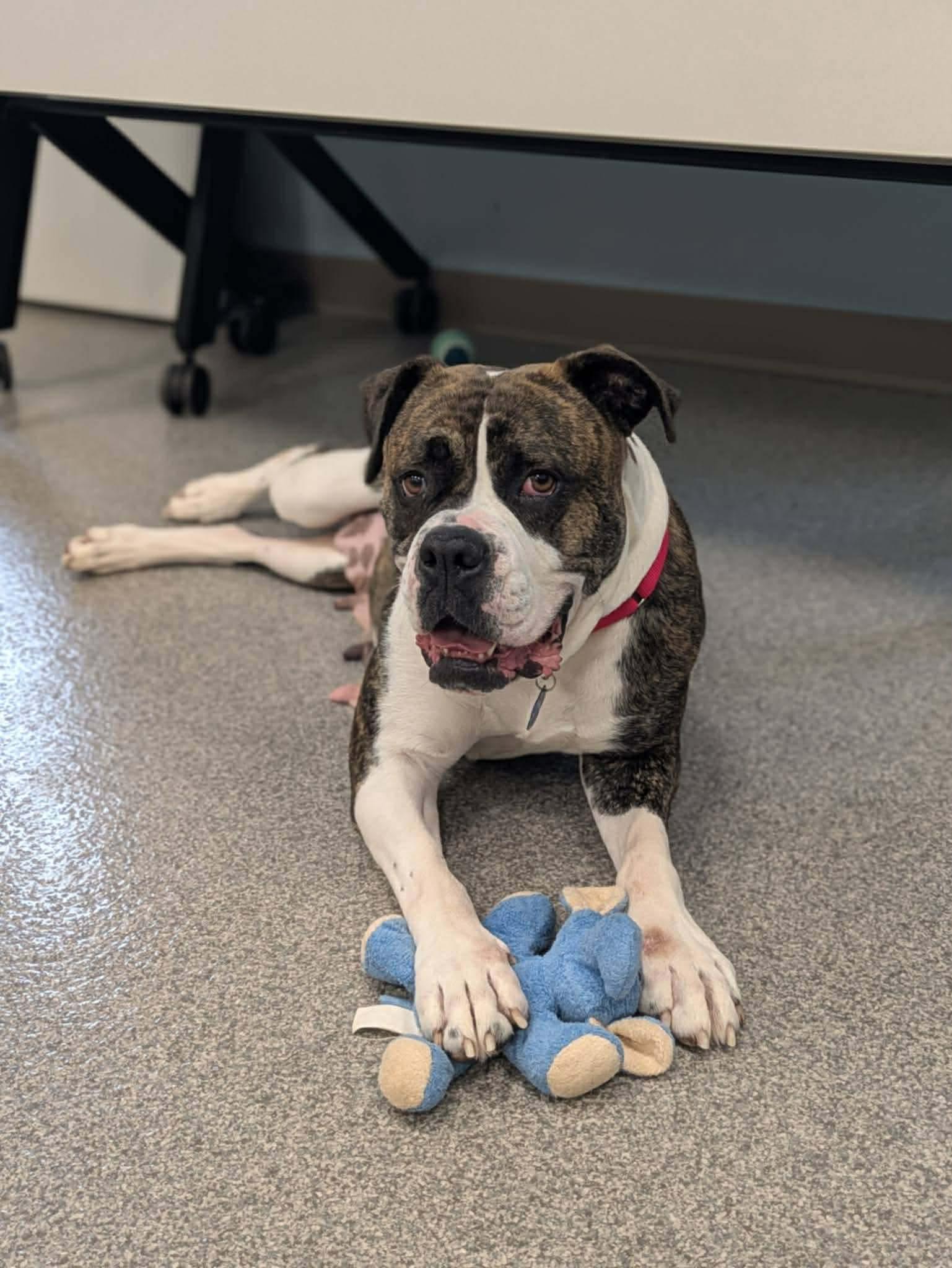 Enlarge Sarabi, a Adoptable Boxer in Little Chute, WI image 4/5