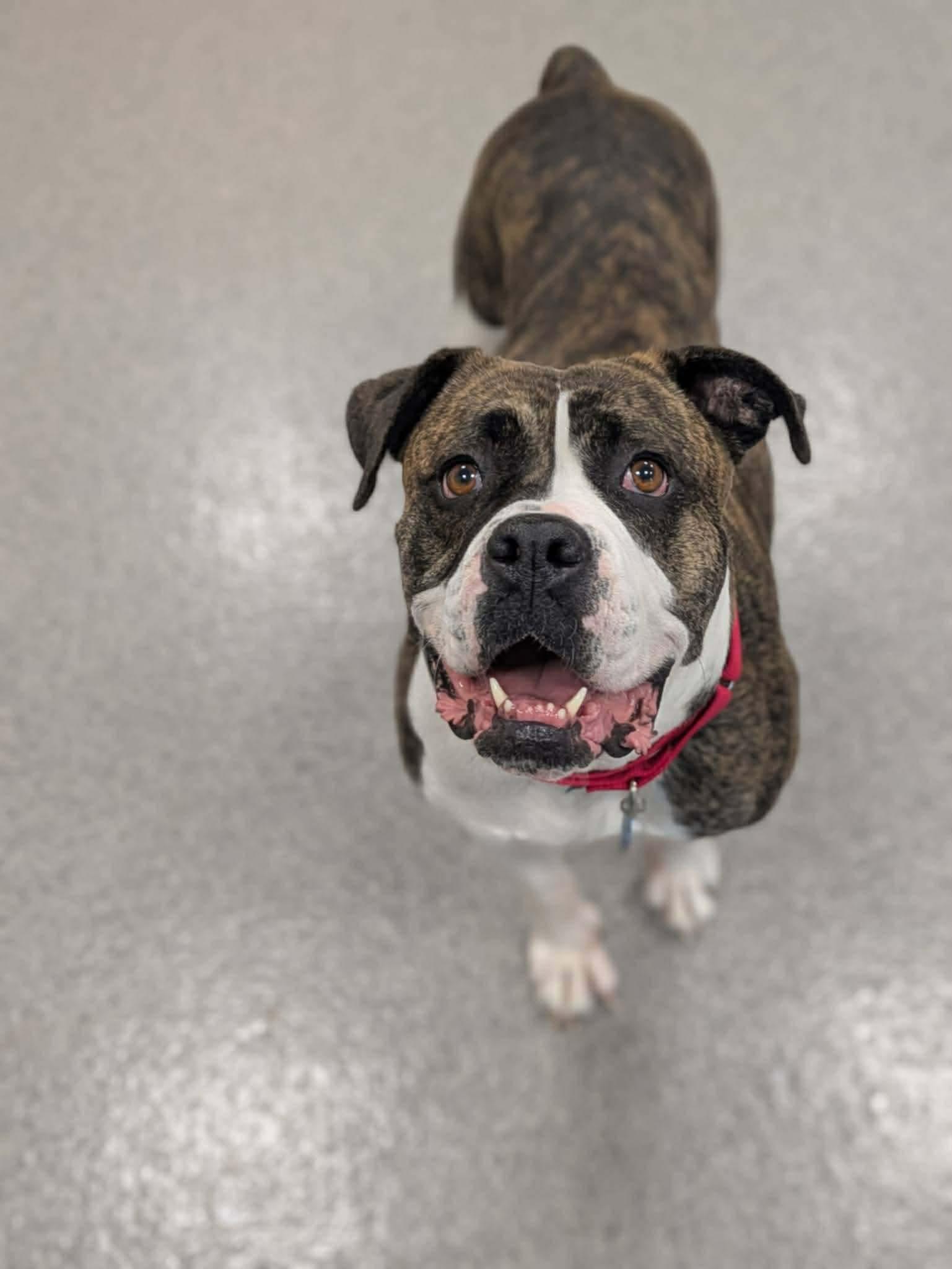 Enlarge Sarabi, a Adoptable Boxer in Little Chute, WI image 5/5