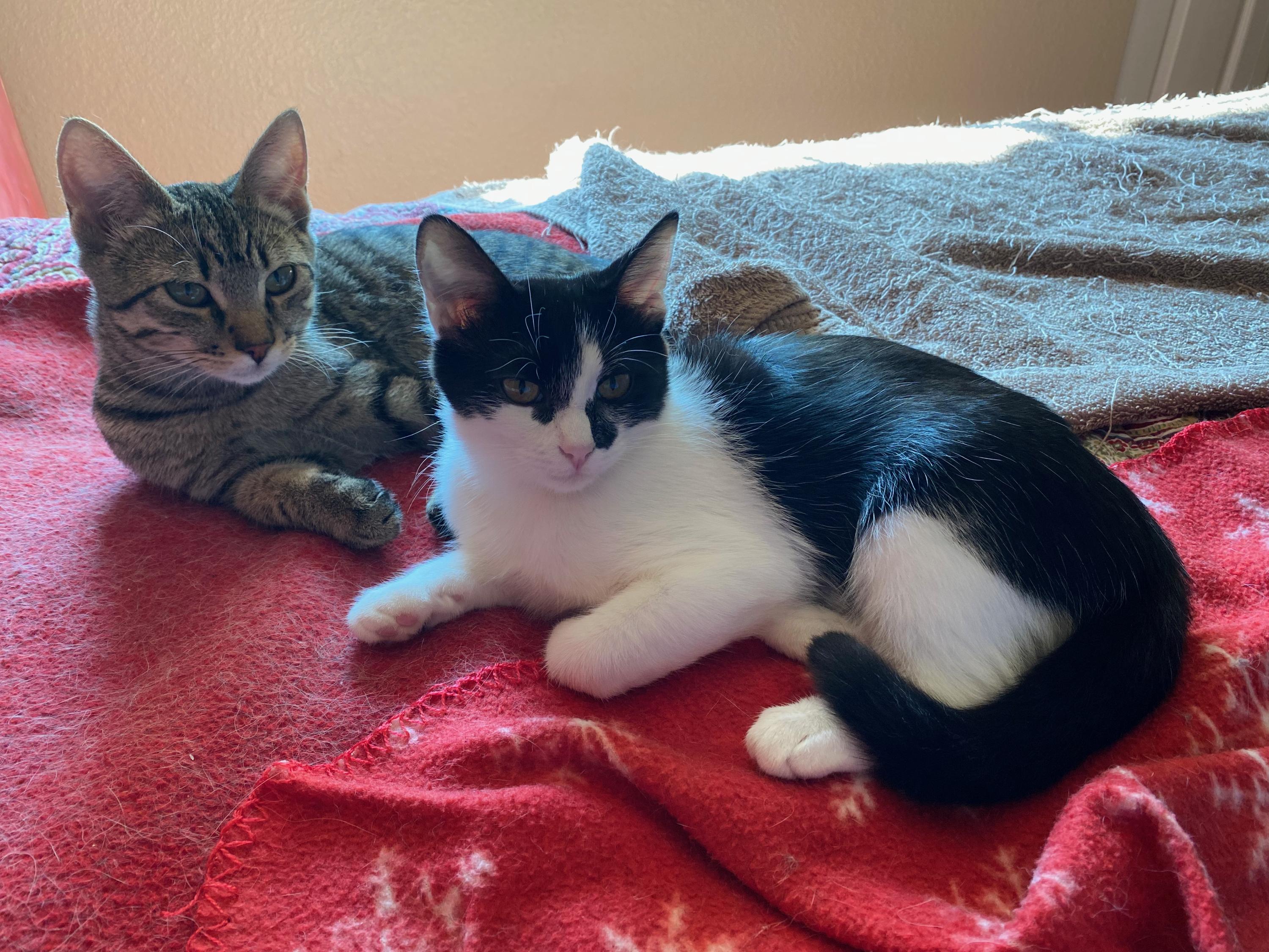 Enlarge Scooter and Peppermint Patty, a ADOPTABLE Domestic Short Hair in Seattle, WA image 1/5