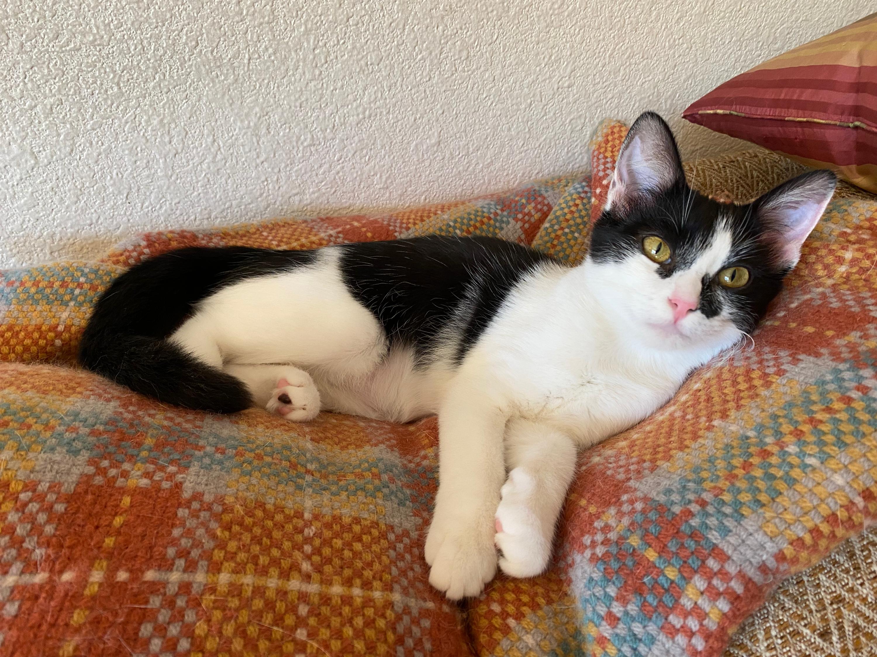 Enlarge Scooter and Peppermint Patty, a ADOPTABLE Domestic Short Hair in Seattle, WA image 3/5