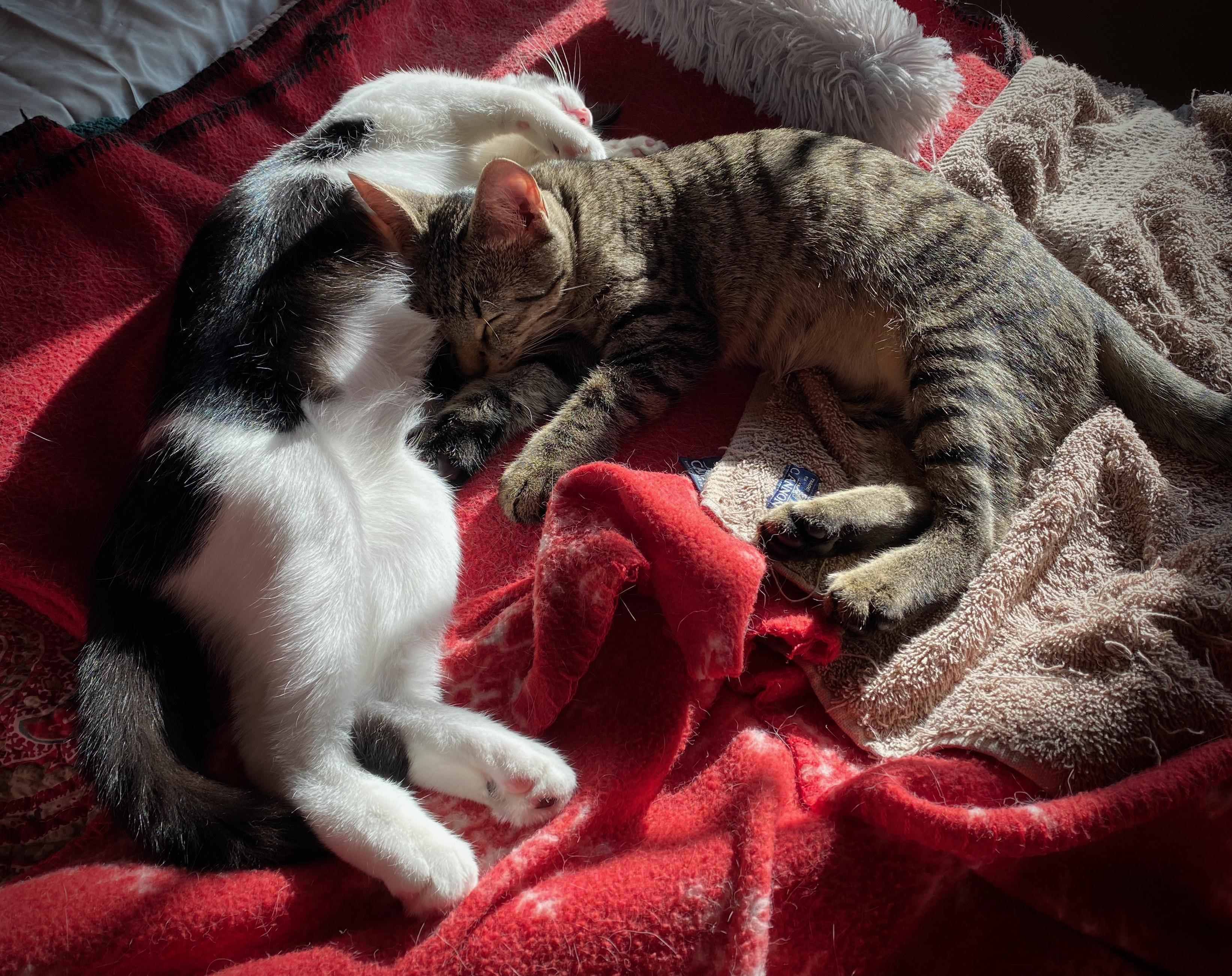 Enlarge Scooter and Peppermint Patty, a ADOPTABLE Domestic Short Hair in Seattle, WA image 4/5