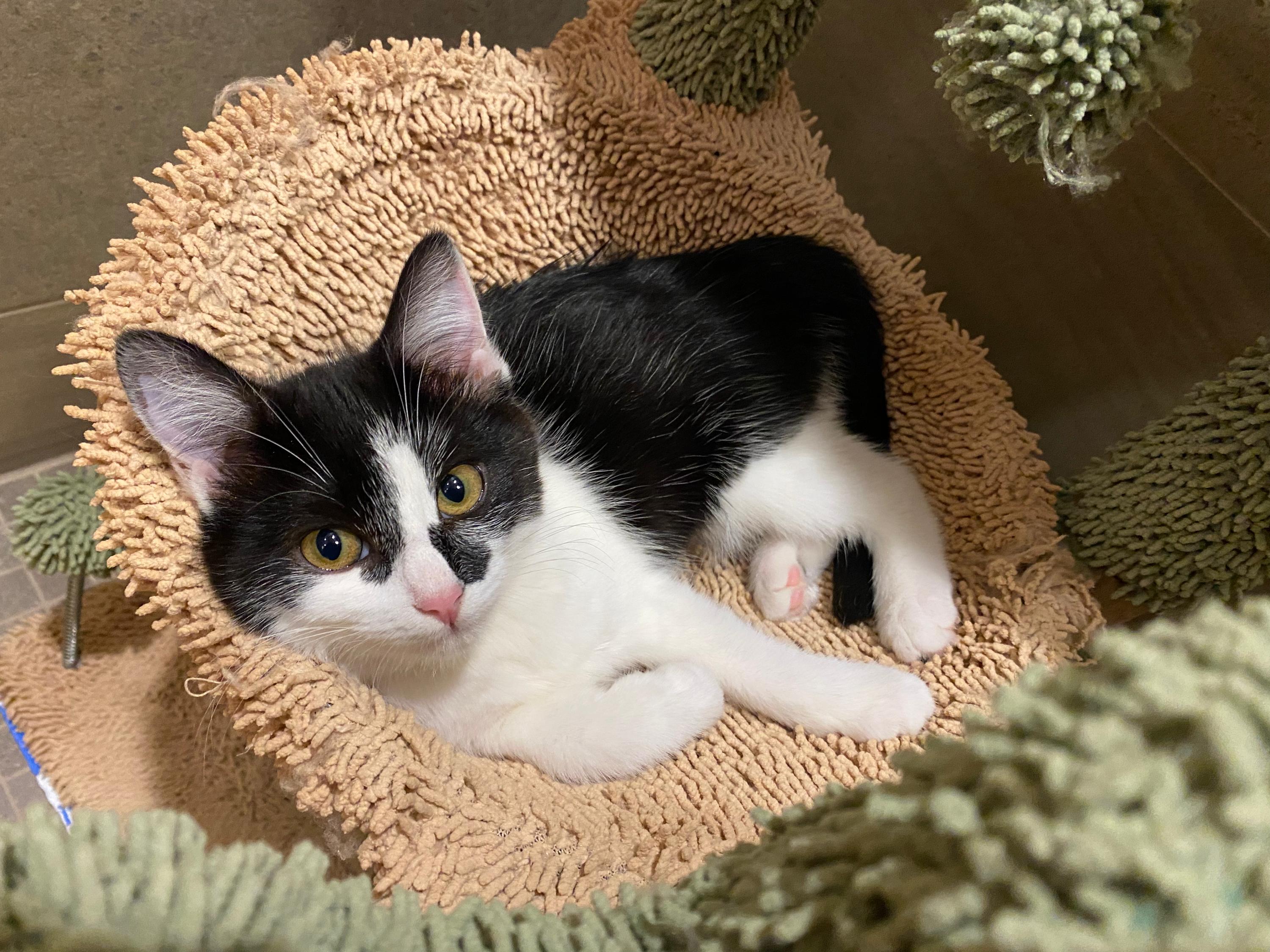 Scooter and Peppermint Patty, a ADOPTABLE Domestic Short Hair in Seattle, WA image 2/4