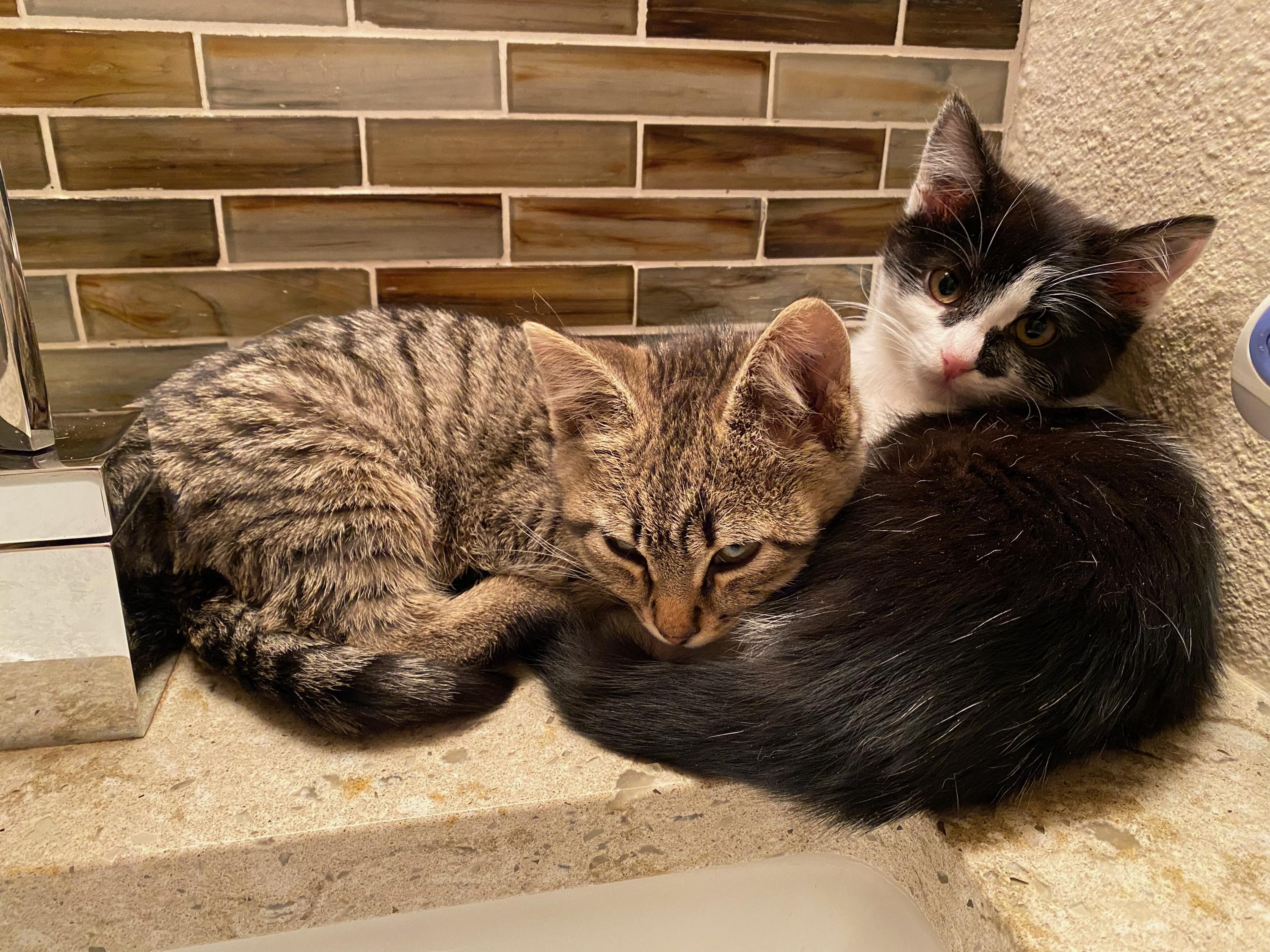 Scooter and Peppermint Patty, a ADOPTABLE Domestic Short Hair in Seattle, WA image 4/4