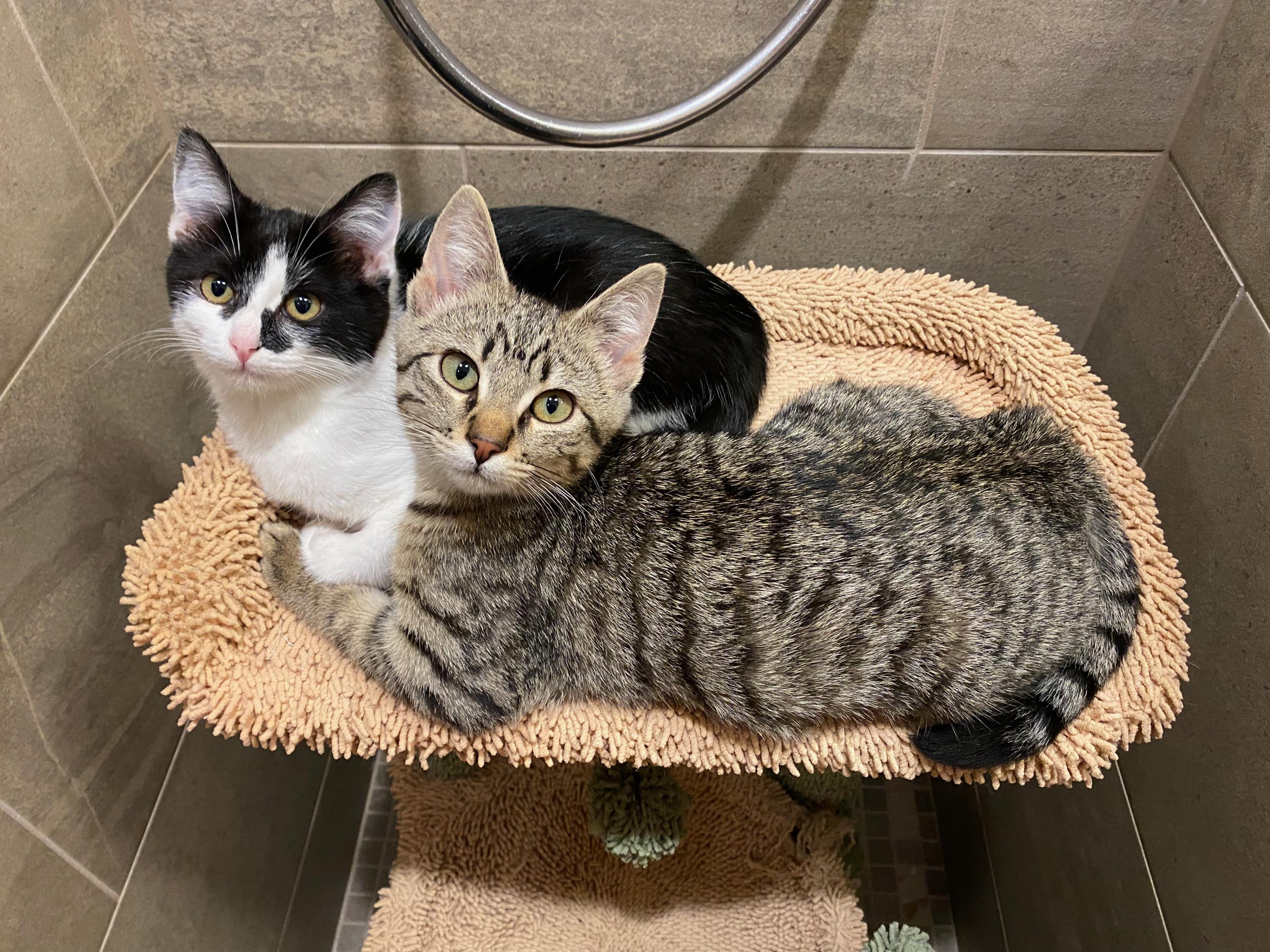 Scooter and Peppermint Patty, ADOPTABLE, Kitten Male Domestic Short Hair.