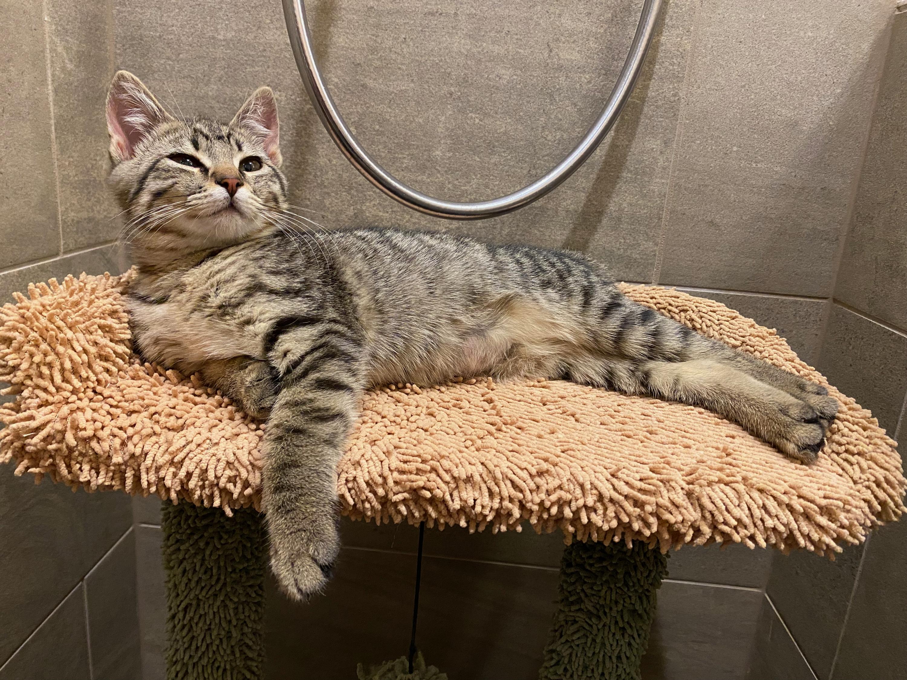 Scooter and Peppermint Patty, a ADOPTABLE Domestic Short Hair in Seattle, WA image 3/4