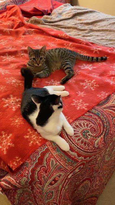 Enlarge Scooter and Peppermint Patty, a ADOPTABLE Domestic Short Hair in Seattle, WA video 5/5