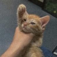 Enlarge Arlo, a Adoptable Domestic Short Hair in Brevard, NC image 1/1