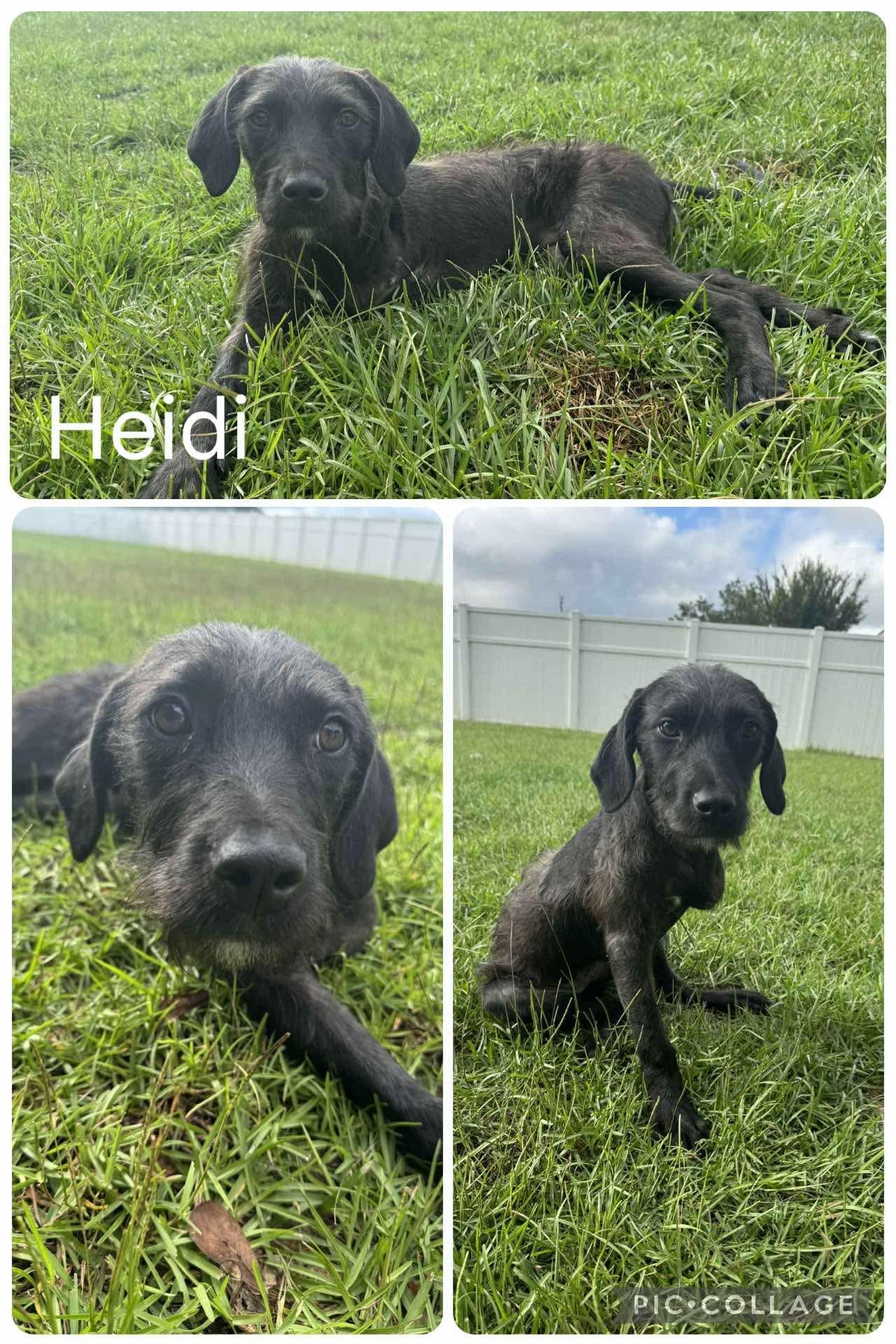 Heidi