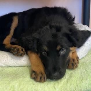 Enlarge Gumble, an adopted mixed breed in Eaton, OH image 2/2