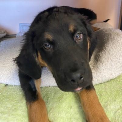 Enlarge Gumble, an adopted mixed breed in Eaton, OH image 1/2