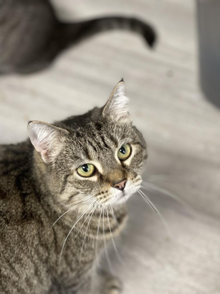 Lady Polo, Adoptable, Adult Female Domestic Short Hair.