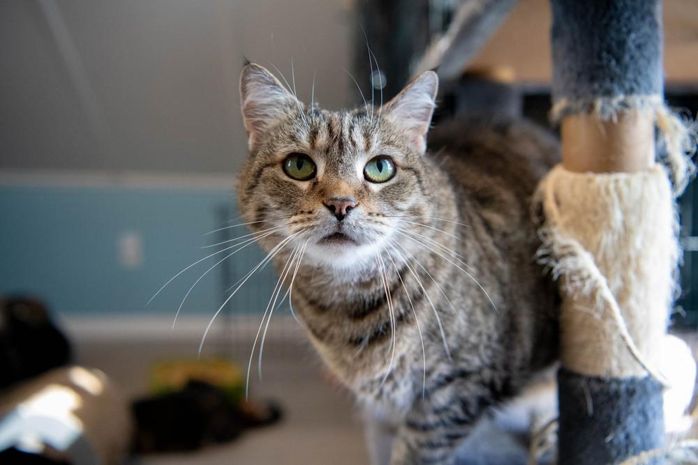 Penelope, Adoptable, Adult Female Tabby & Domestic Short Hair.