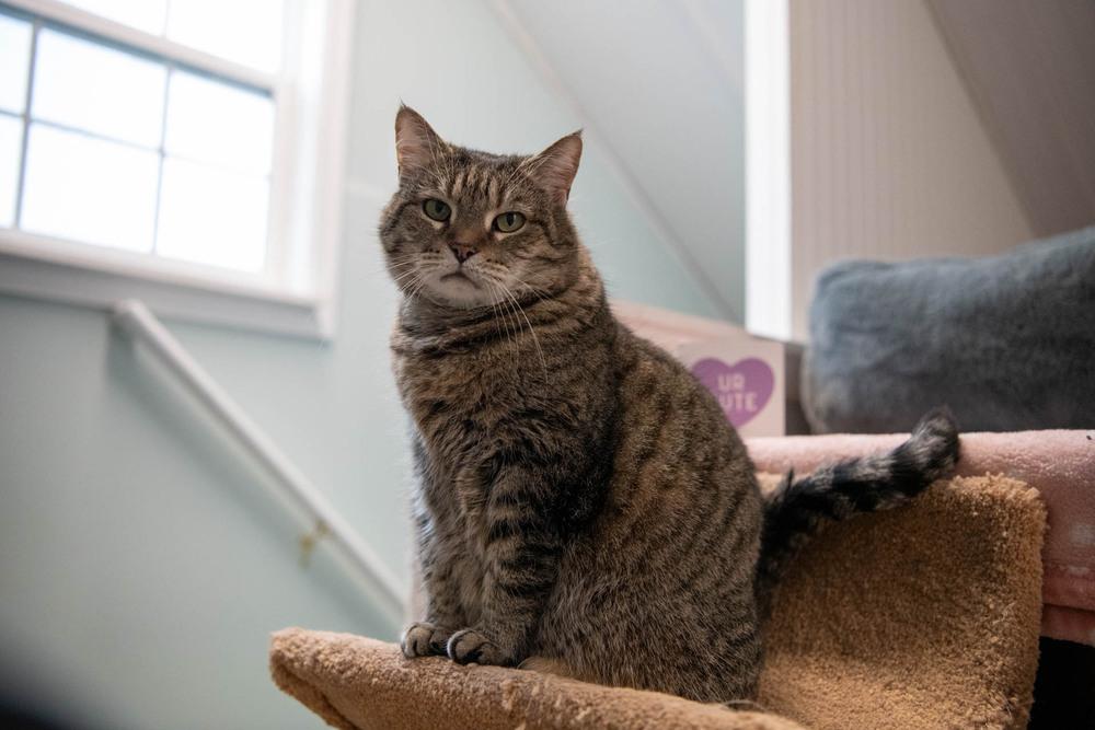 Enlarge Penelope, a Adoptable mixed breed in Harpers Ferry, WV image 2/6