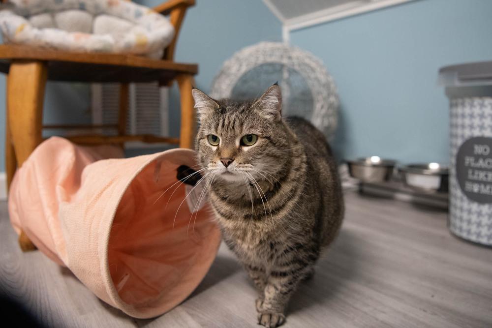 Enlarge Penelope, a Adoptable mixed breed in Harpers Ferry, WV image 3/6