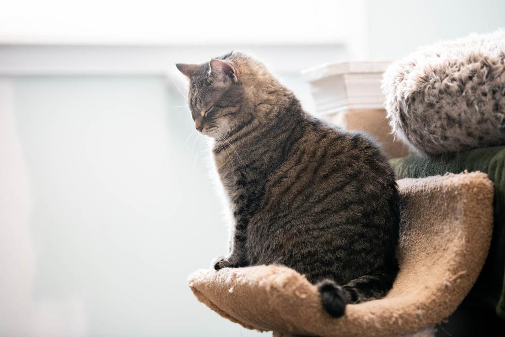 Enlarge Penelope, a Adoptable mixed breed in Harpers Ferry, WV image 4/6