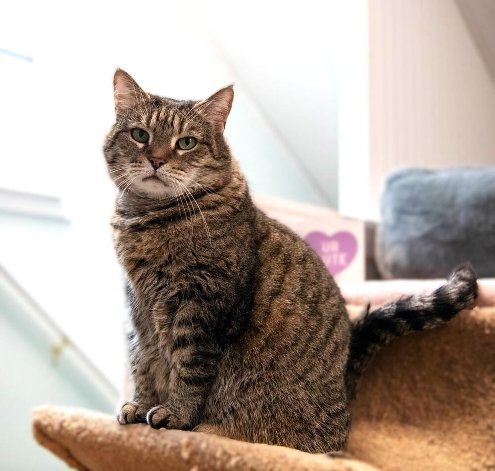 Penelope, a Adoptable mixed breed in Harpers Ferry, WV image 2/5