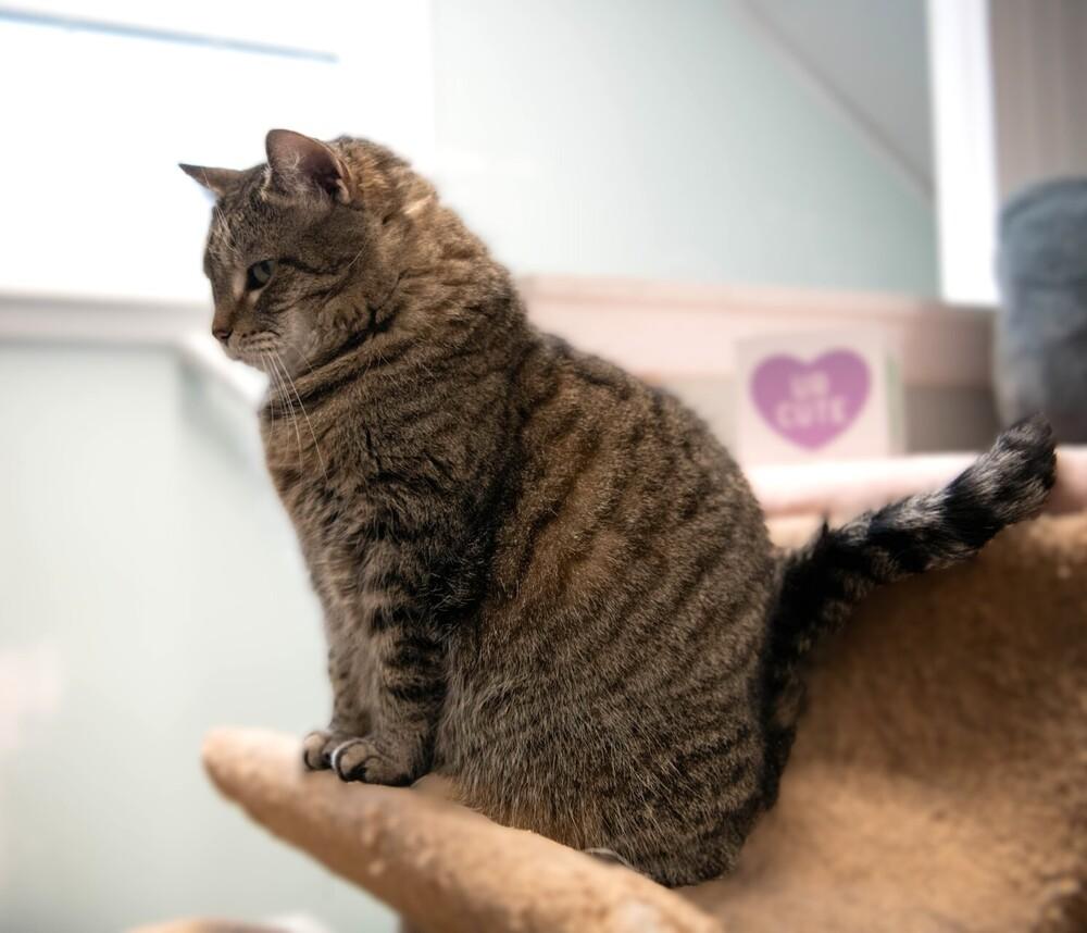 Penelope, a Adoptable mixed breed in Harpers Ferry, WV image 4/5