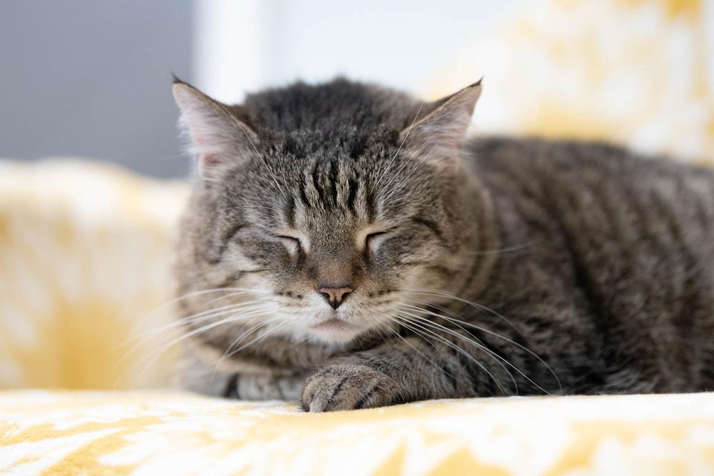 Enlarge Penelope, a Adoptable mixed breed in Harpers Ferry, WV image 5/6