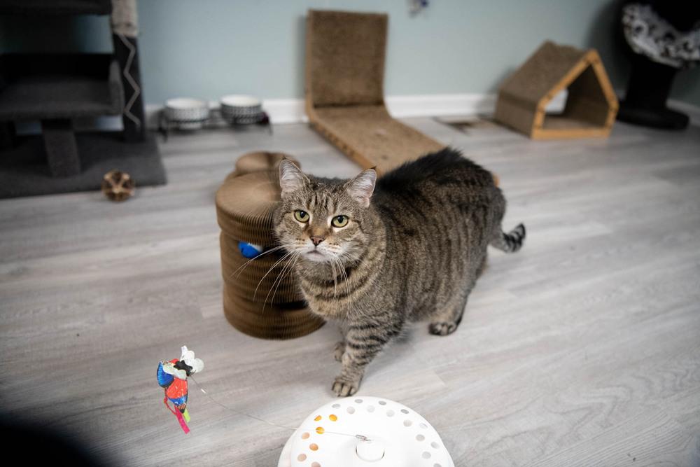 Enlarge Penelope, a Adoptable mixed breed in Harpers Ferry, WV image 6/6