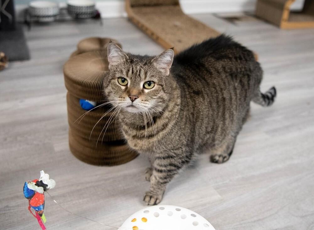 Penelope, a Adoptable mixed breed in Harpers Ferry, WV image 5/5