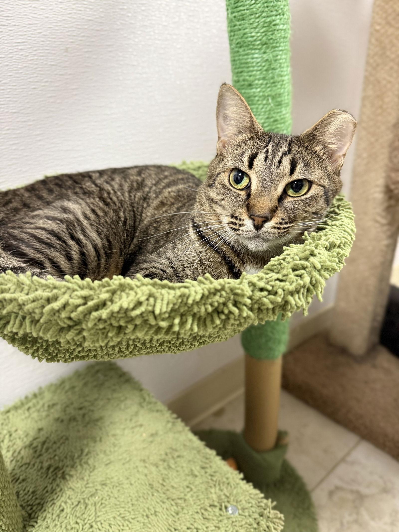 Kayak, a Adoptable Domestic Short Hair in Satellite Beach, FL image 1/3