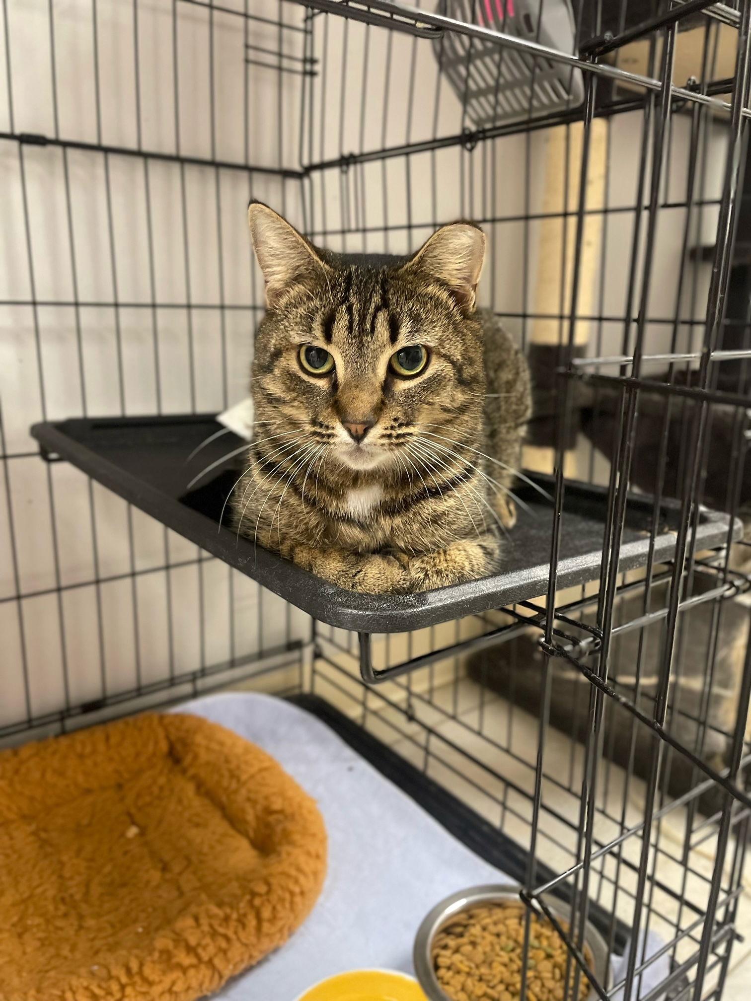 Kayak, a Adoptable Domestic Short Hair in Satellite Beach, FL image 2/3