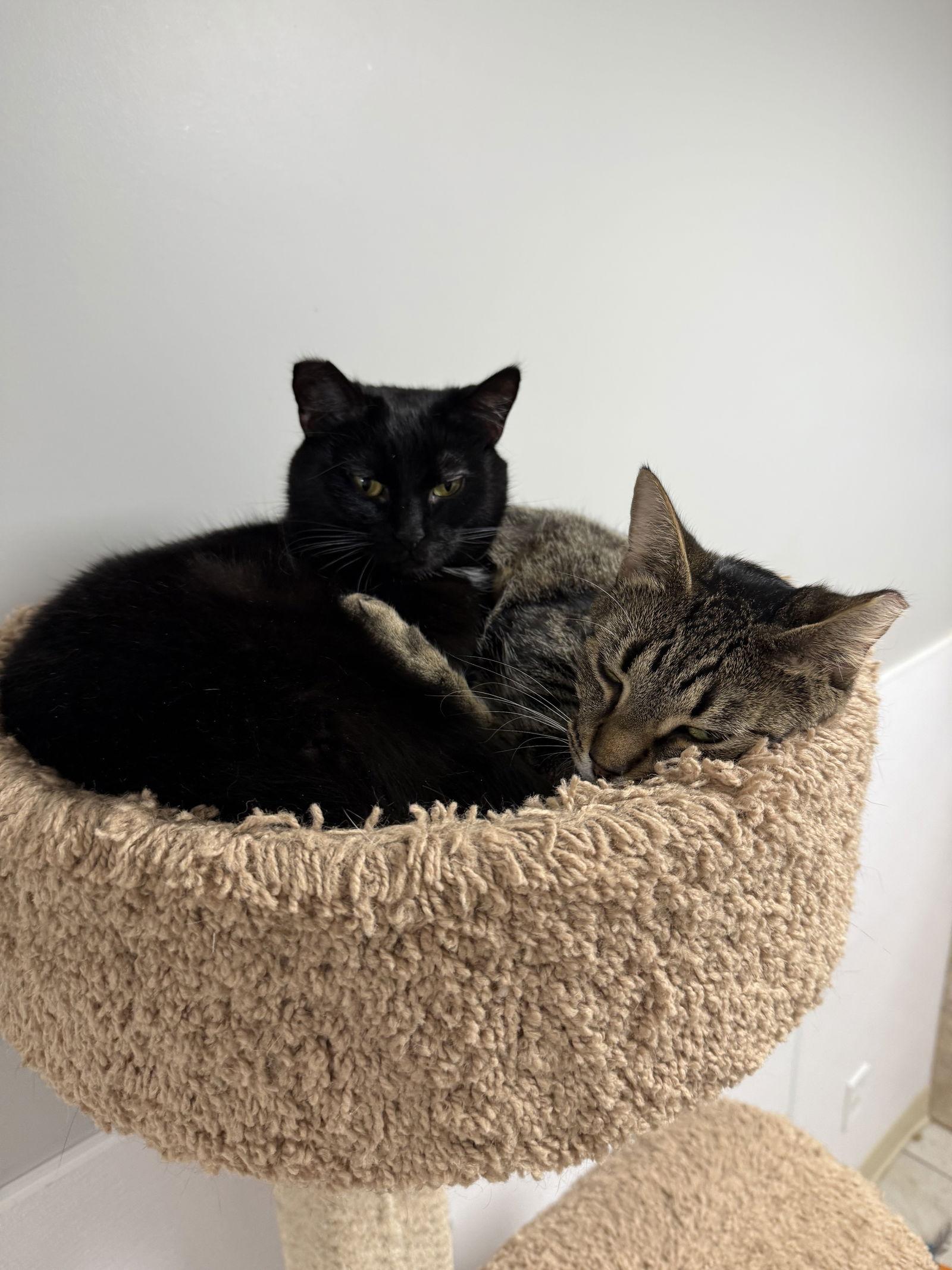 Kayak, a Adoptable Domestic Short Hair in Satellite Beach, FL image 3/3