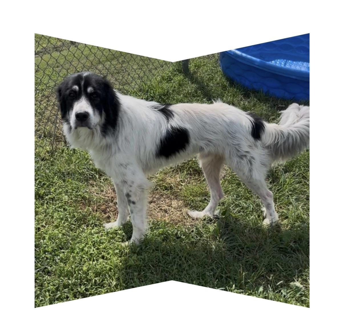 Duke, Adoptable, Adult Male Great Pyrenees.