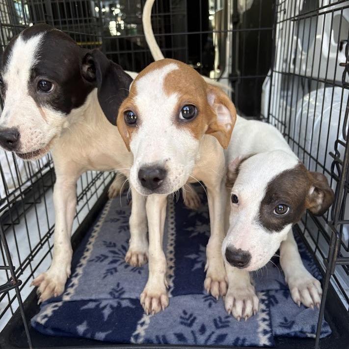 Lemonade, Adoptable, Puppy Female Hound & Mixed Breed.