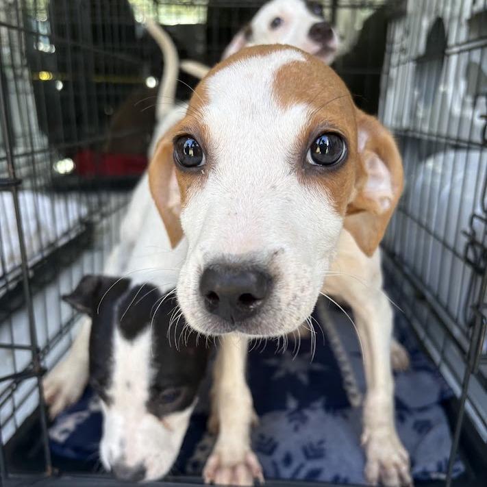 Enlarge Lemonade, a Adoptable mixed breed in North Charleston, SC image 2/4