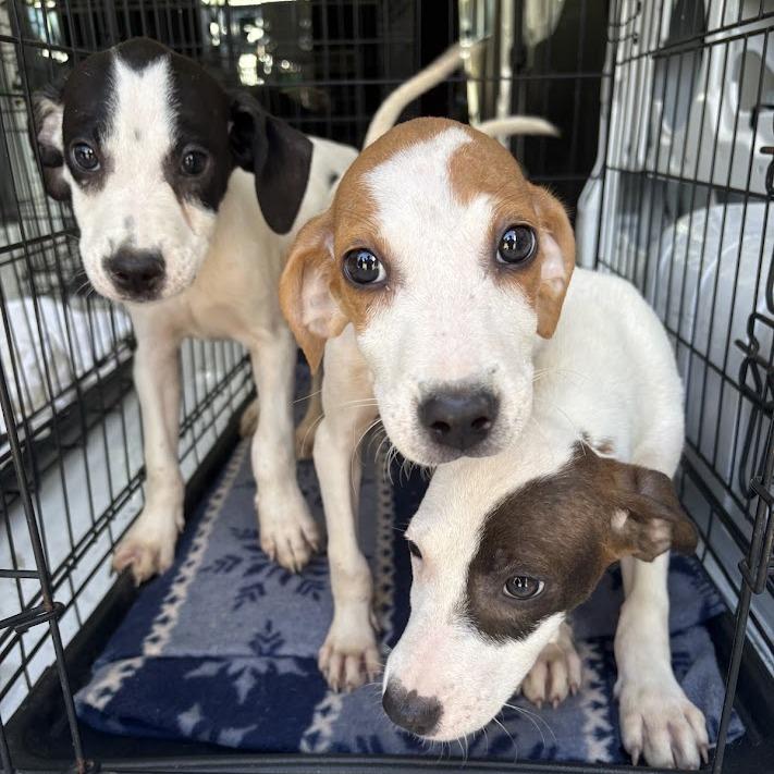 Enlarge Lemonade, a Adoptable mixed breed in North Charleston, SC image 3/4