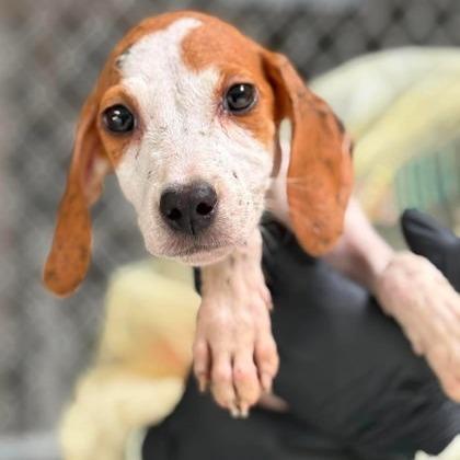 Enlarge Lemonade, a Adoptable mixed breed in North Charleston, SC image 4/4