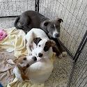 Enlarge Lemonade, a Adoptable mixed breed in North Charleston, SC image 6/6