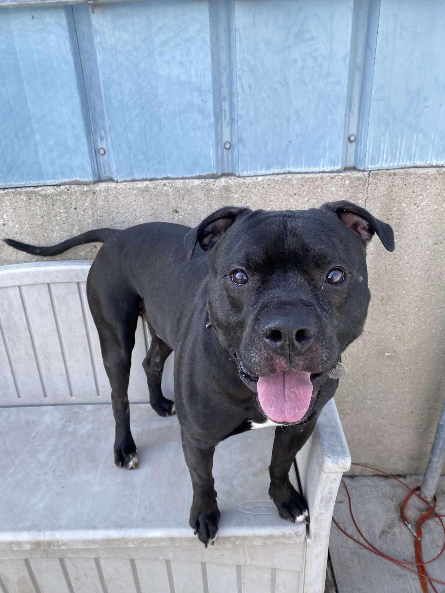 Enlarge Junior, a Adoptable Pit Bull Terrier in La Salle, IL image 1/3