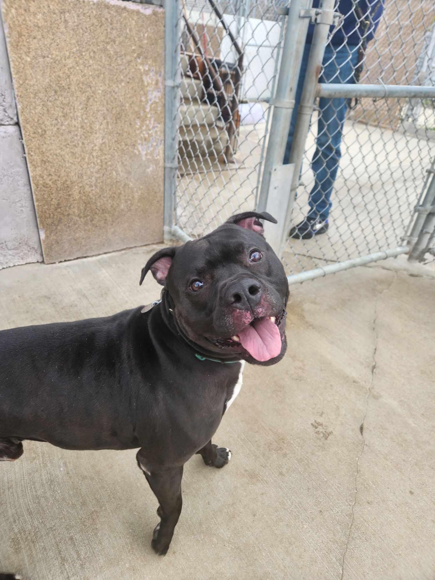 Enlarge Junior, a Adoptable Pit Bull Terrier in La Salle, IL image 2/3