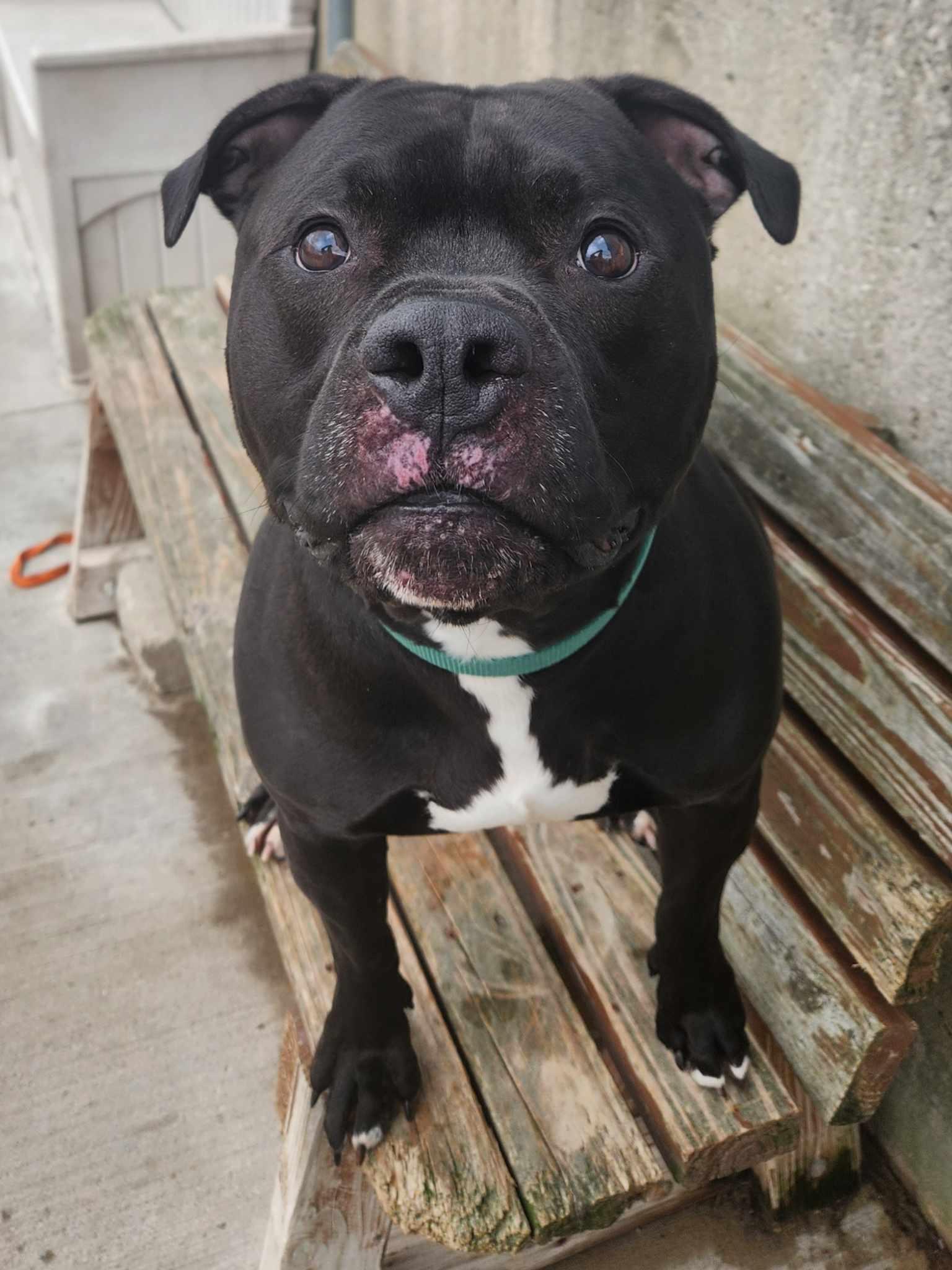 Enlarge Junior, a Adoptable Pit Bull Terrier in La Salle, IL image 3/3