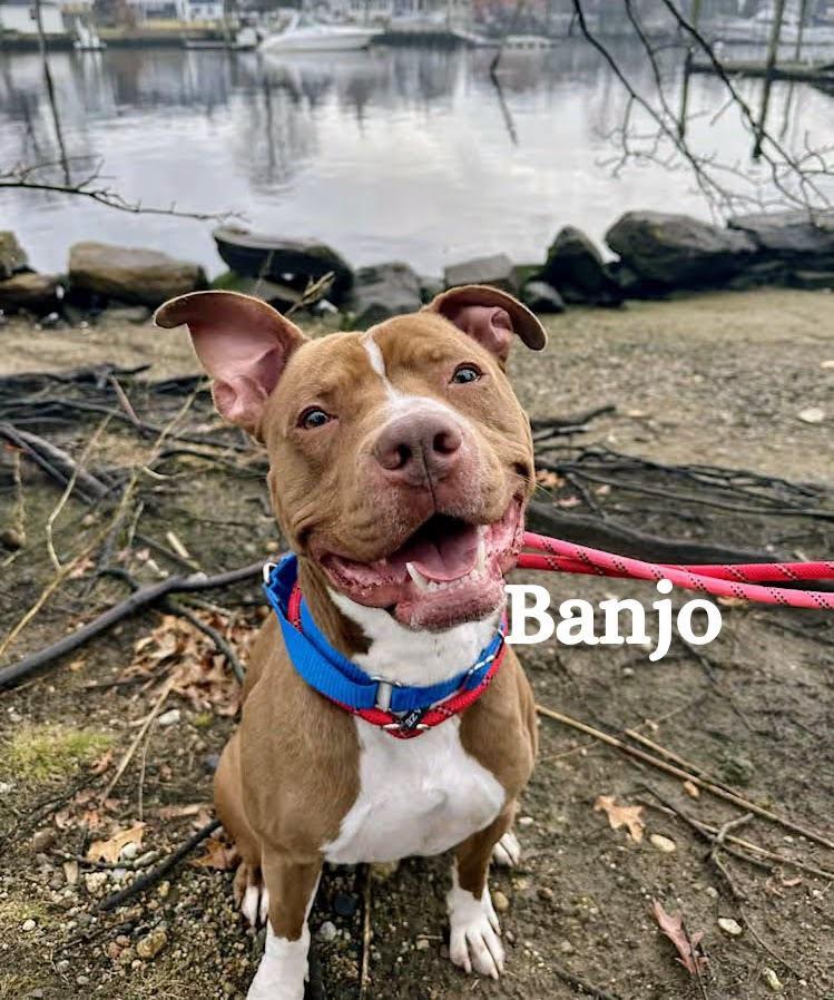 Banjo, adopted, Young Male Pit Bull Terrier.