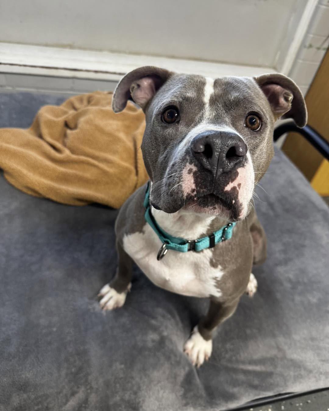 Lou, ADOPTABLE, Adult Male Pit Bull Terrier.