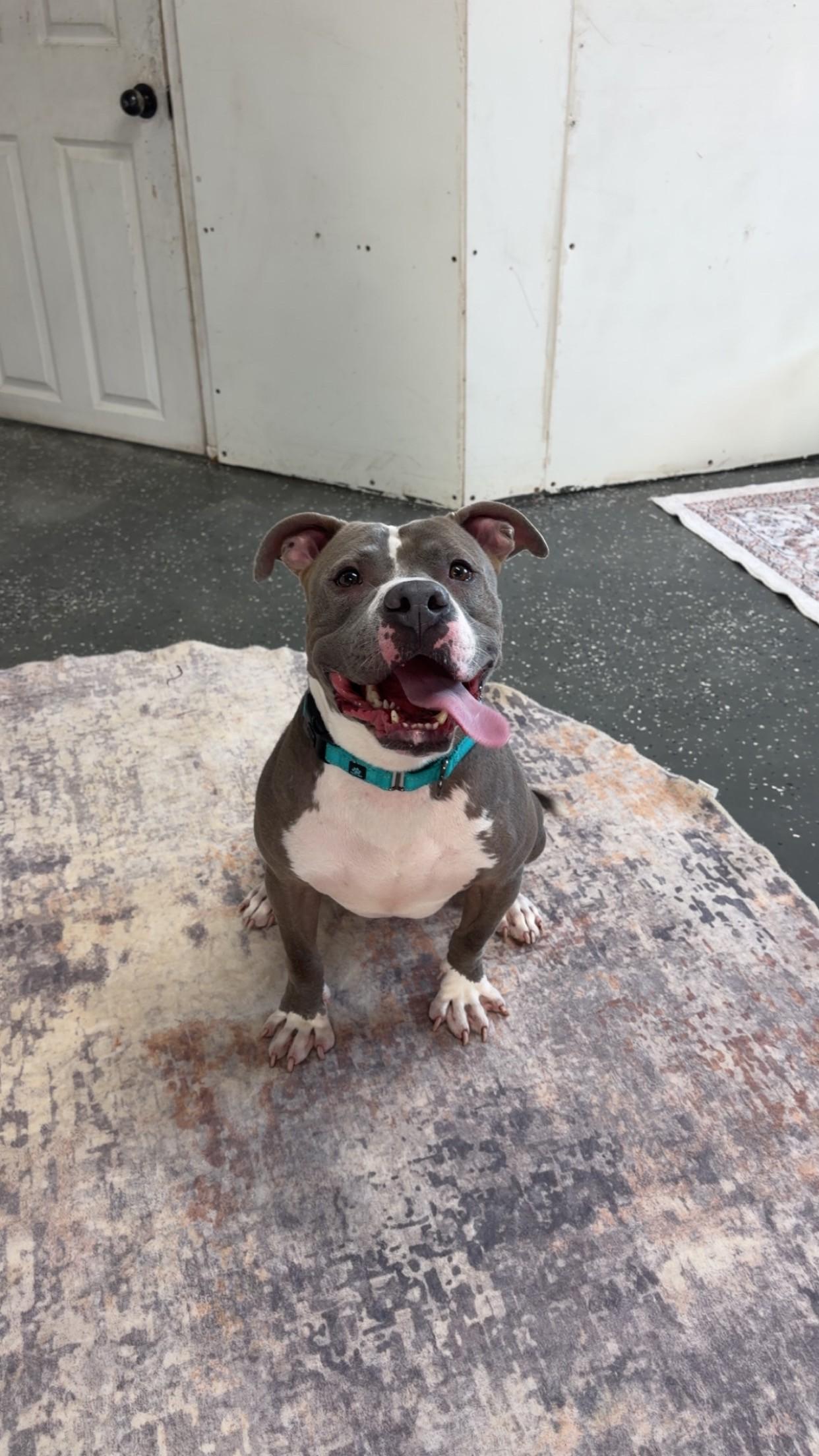 Enlarge Lou, a ADOPTABLE mixed breed in Youngstown, OH image 4/4