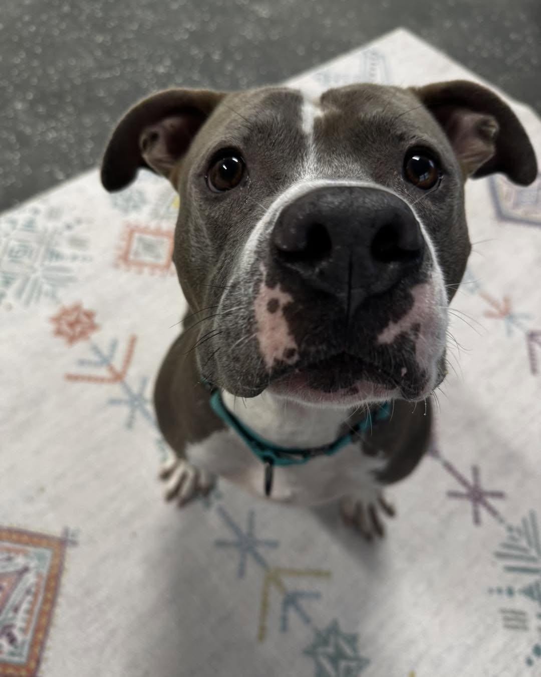 Enlarge Lou, a ADOPTABLE mixed breed in Youngstown, OH image 2/4