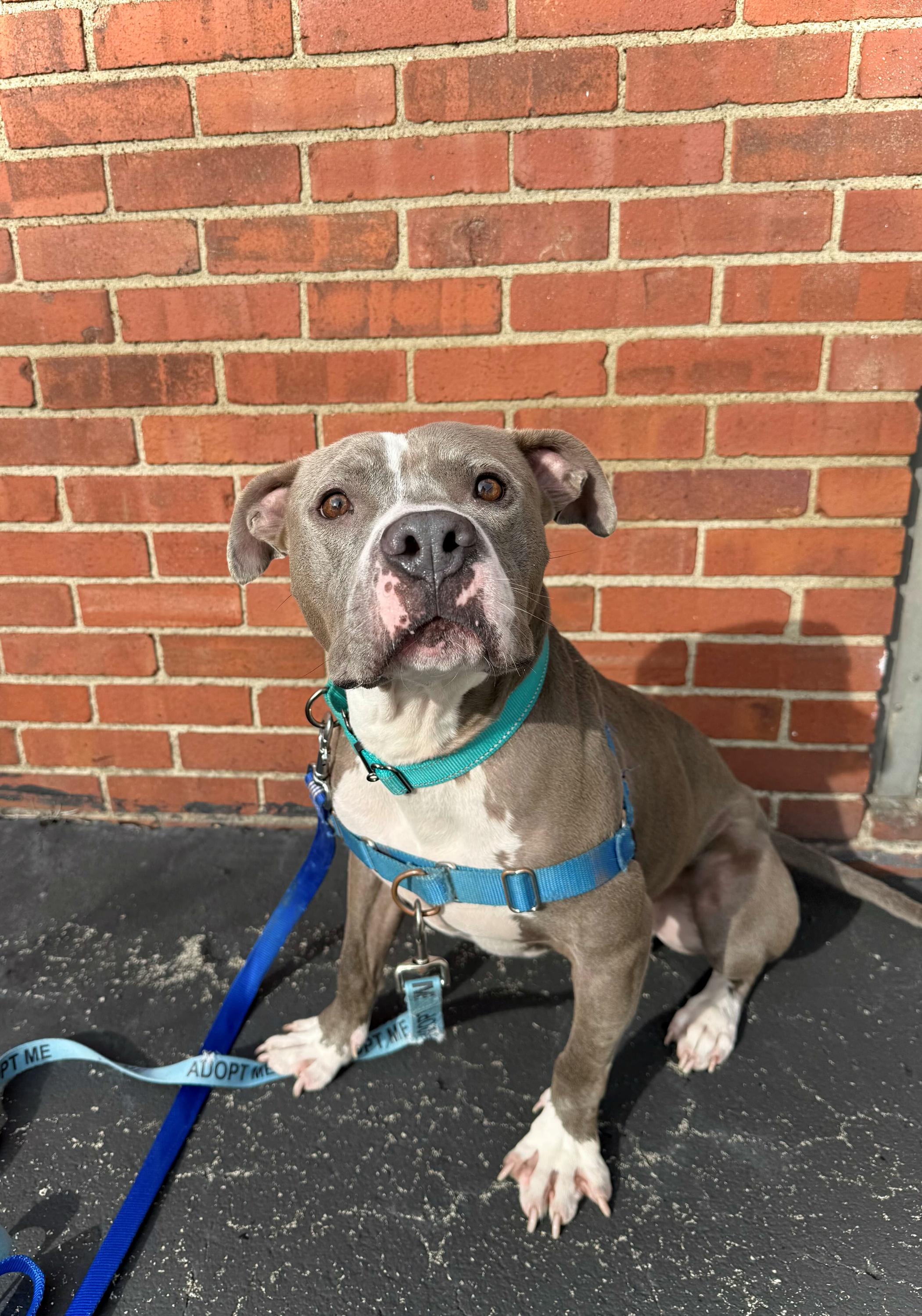 Lou, Adoptable, Adult Male Pit Bull Terrier.
