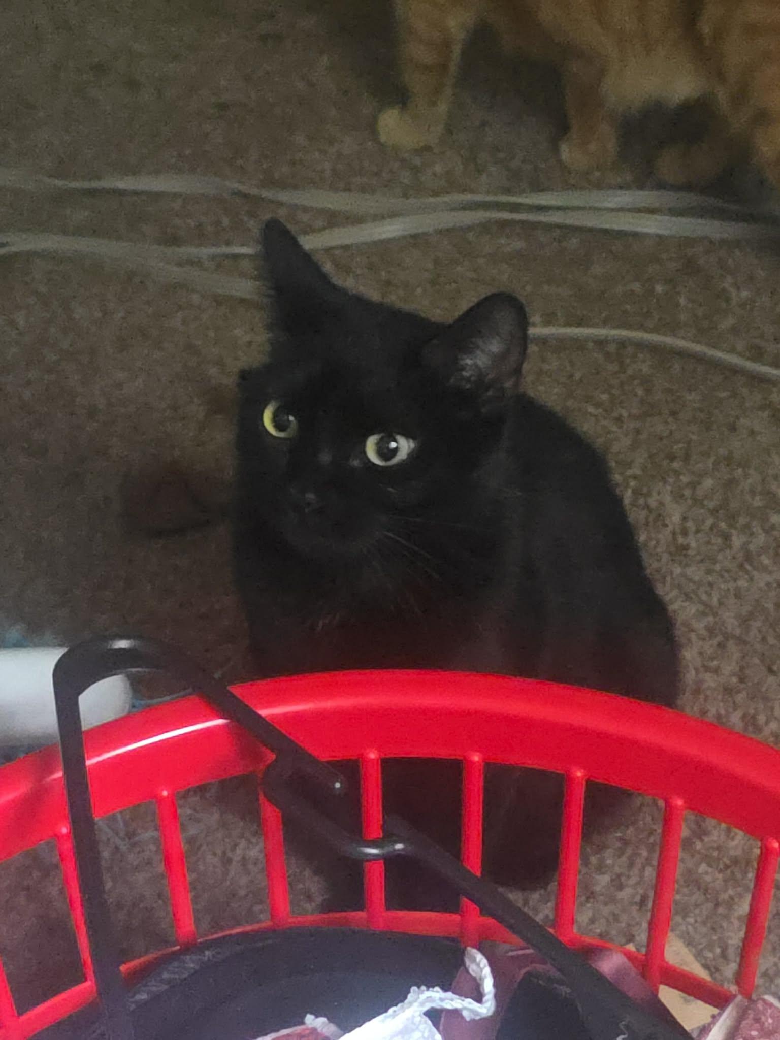 Spice, Adoptable, Adult Female Domestic Short Hair.