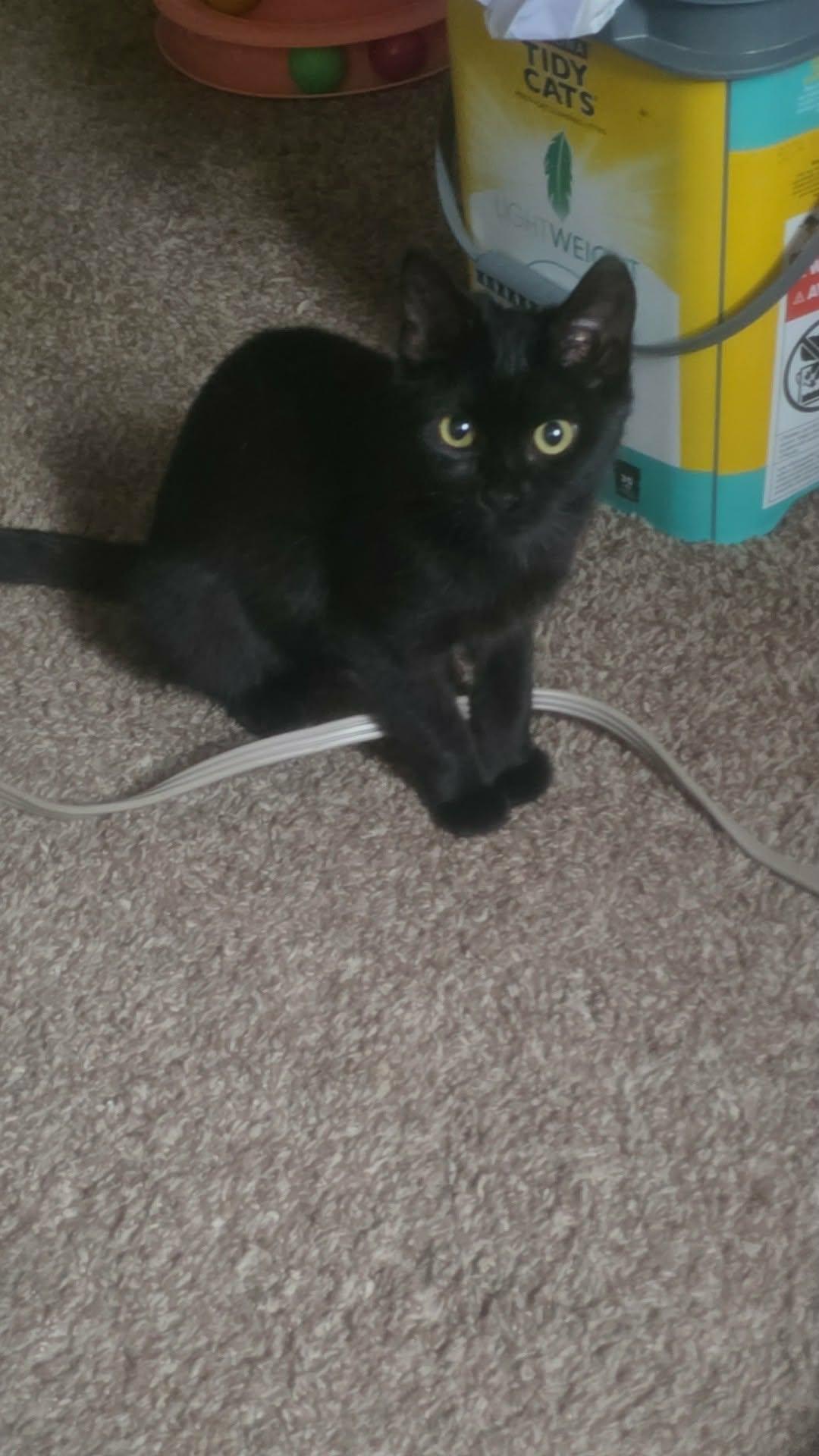 Enlarge Spice, a Adoptable Domestic Short Hair in Morgantown, WV image 2/3