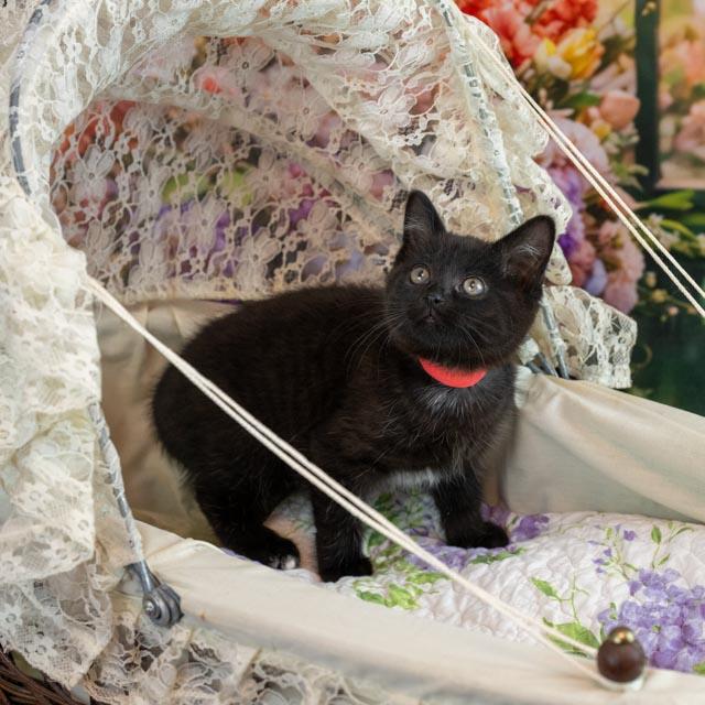 Enlarge Faye, an adoptable Domestic Medium Hair in Lapeer, MI image 3/5