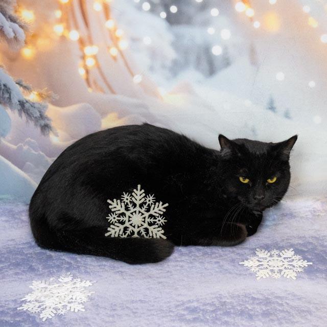 Enlarge Faye, an adoptable Domestic Medium Hair in Lapeer, MI image 5/5