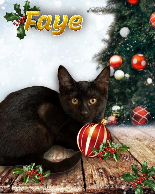 Faye, adoptable, Young Female Domestic Medium Hair.