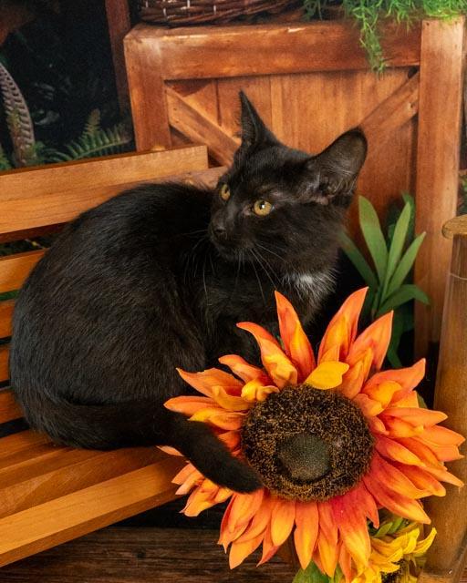 Faye, adoptable, Young Female Domestic Medium Hair.